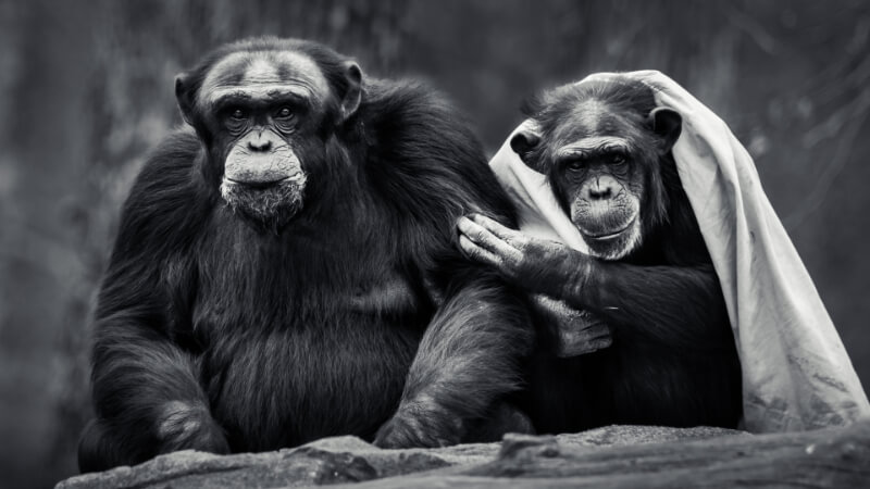 Harmonious relationships in marriage using right Communication - Couples Harmony- 2 monkeys communicate with each other